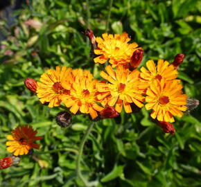 Jestřábník oranžový - Hieracium aurantiacum
