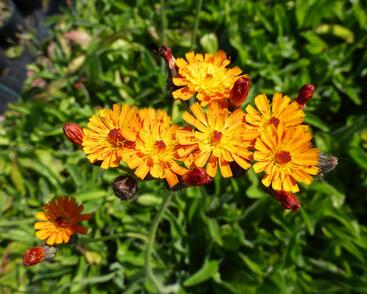 Jestřábník oranžový