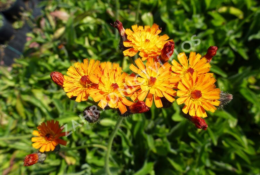 Jestřábník oranžový - Hieracium aurantiacum