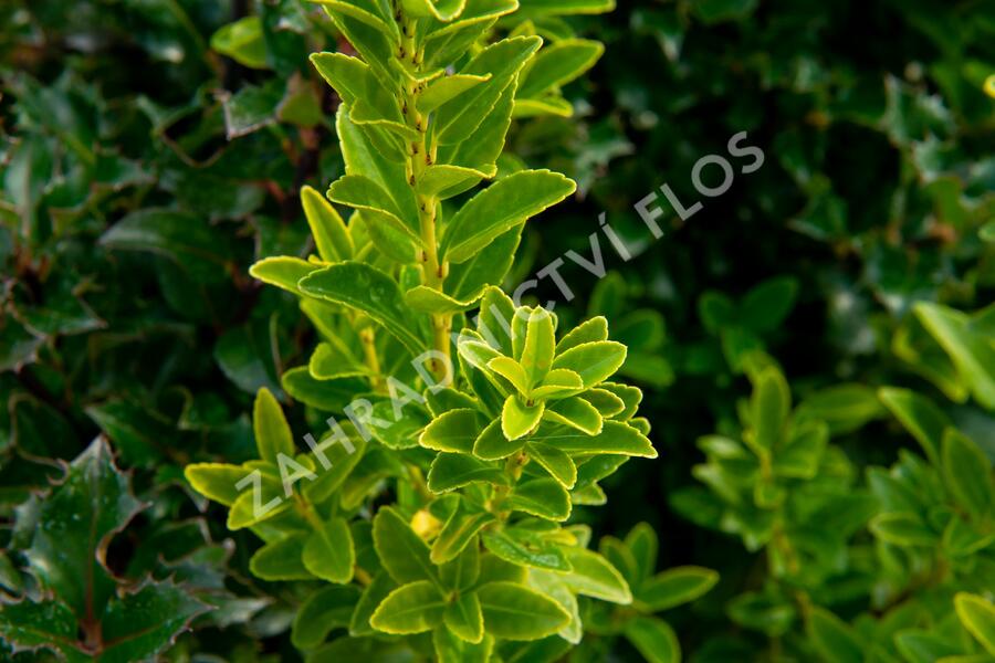 Cesmína Maximowiczova - Ilex maximowicziana