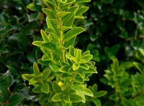 Cesmína Maximowiczova - Ilex maximowicziana