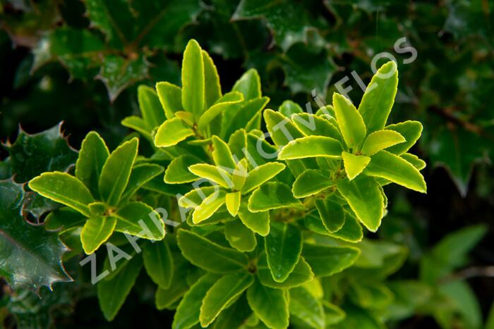 Cesmína Maximowiczova - Ilex maximowicziana