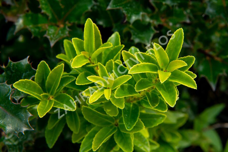 Cesmína Maximowiczova - Ilex maximowicziana