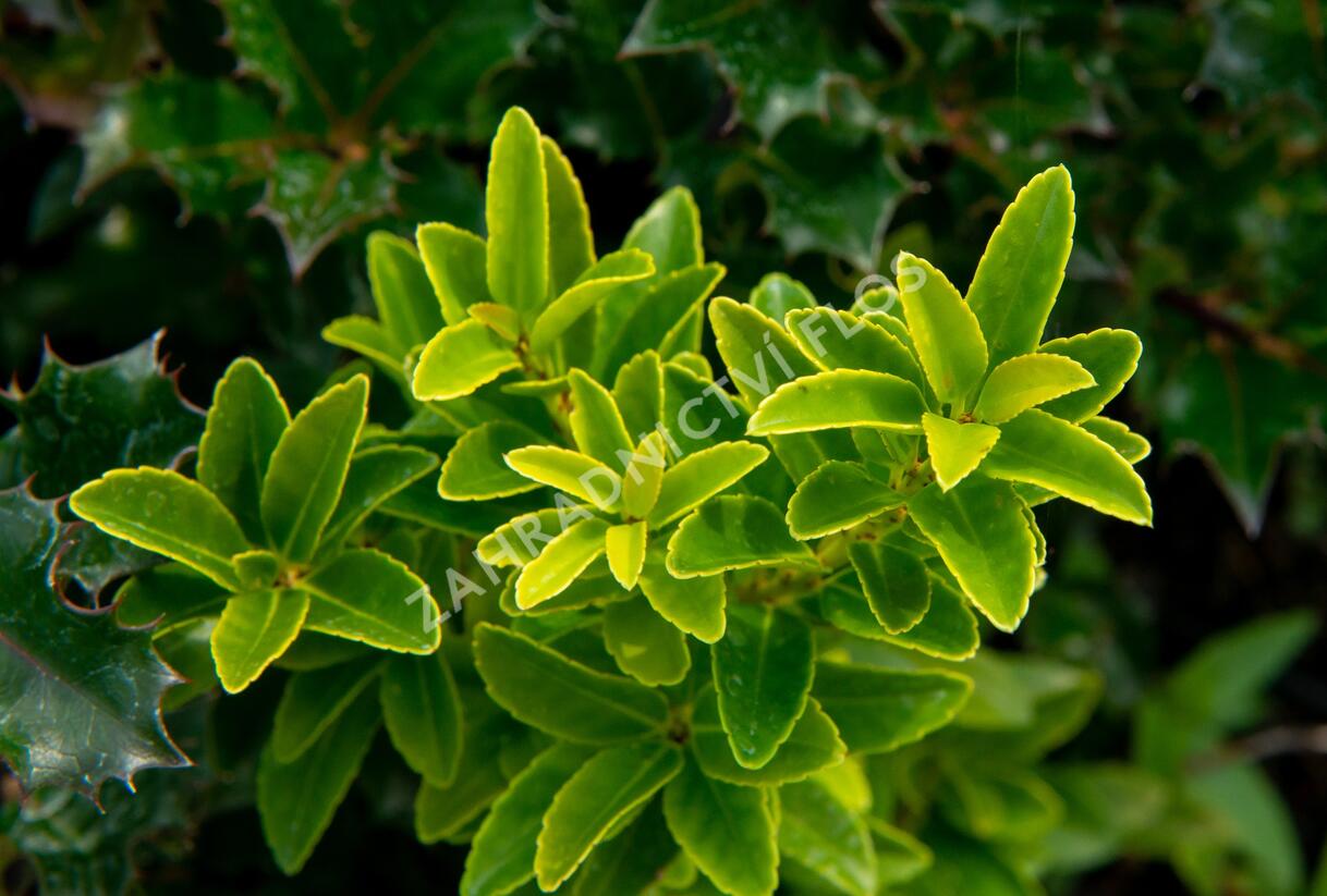 Cesmína Maximowiczova - Ilex maximowicziana
