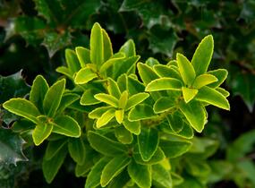 Cesmína Maximowiczova - Ilex maximowicziana