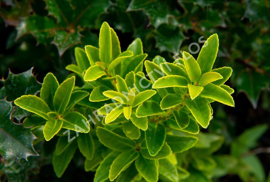 Cesmína Maximowiczova - Ilex maximowicziana