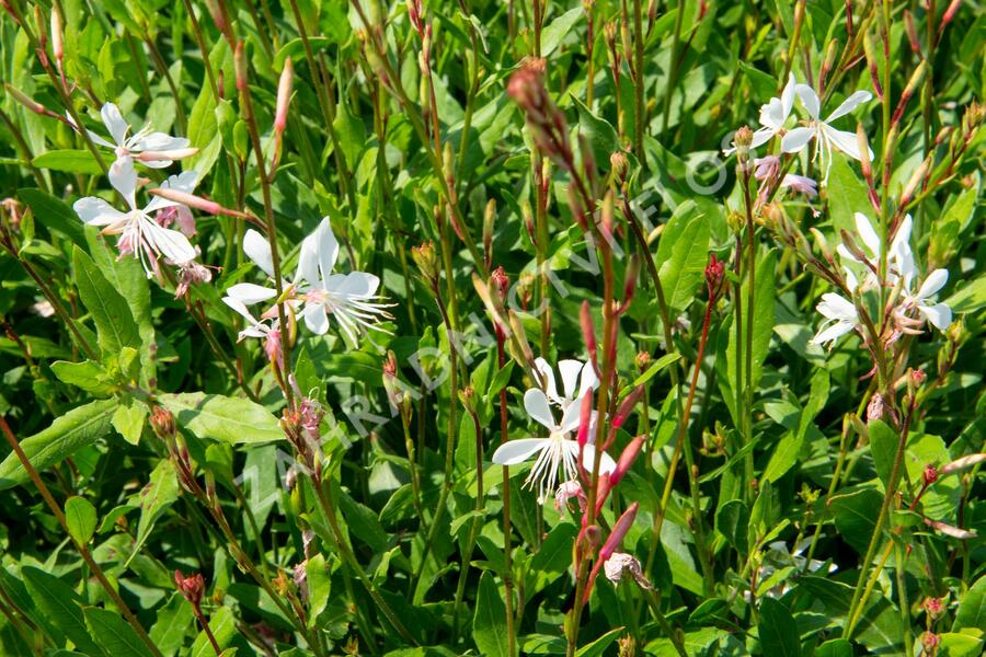 Svíčkovec 'Sparkle White' - Gaura lindheimeri 'Sparkle White'