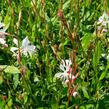 Svíčkovec 'Sparkle White' - Gaura lindheimeri 'Sparkle White'