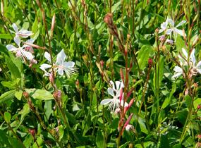 Svíčkovec 'Sparkle White' - Gaura lindheimeri 'Sparkle White'