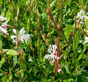 Svíčkovec 'Sparkle White' - Gaura lindheimeri 'Sparkle White'