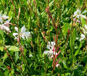 Svíčkovec 'Sparkle White' - Gaura lindheimeri 'Sparkle White'