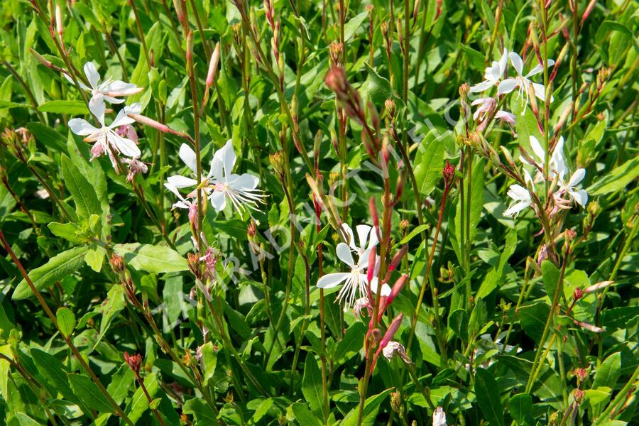 Svíčkovec 'Sparkle White' - Gaura lindheimeri 'Sparkle White'