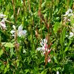 Svíčkovec 'Sparkle White' - Gaura lindheimeri 'Sparkle White'