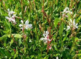 Svíčkovec 'Sparkle White' - Gaura lindheimeri 'Sparkle White'