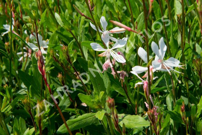 Svíčkovec 'Sparkle White' - Gaura lindheimeri 'Sparkle White'