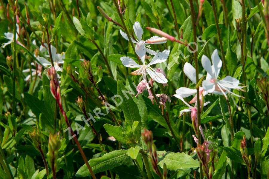 Svíčkovec 'Sparkle White' - Gaura lindheimeri 'Sparkle White'