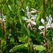 Svíčkovec 'Sparkle White' - Gaura lindheimeri 'Sparkle White'