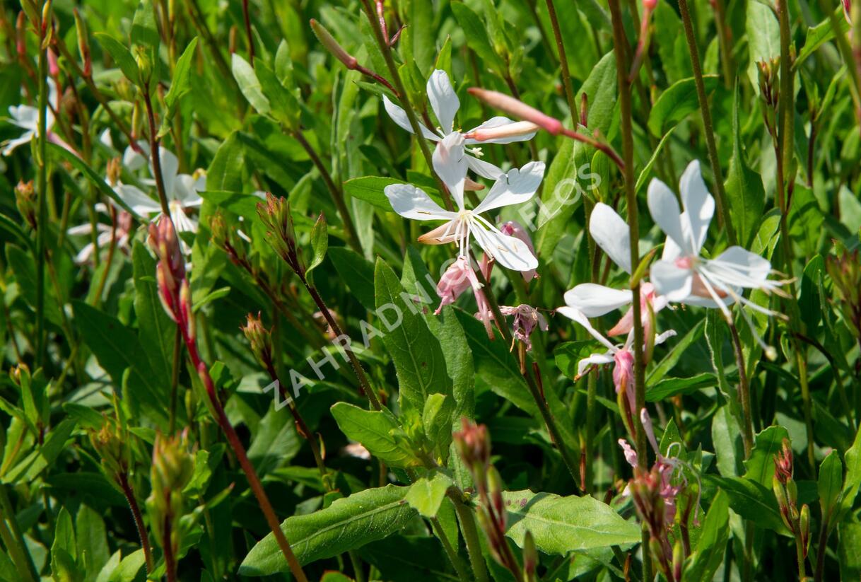 Svíčkovec 'Sparkle White' - Gaura lindheimeri 'Sparkle White'