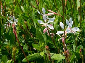 Svíčkovec 'Sparkle White' - Gaura lindheimeri 'Sparkle White'