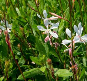 Svíčkovec 'Sparkle White' - Gaura lindheimeri 'Sparkle White'