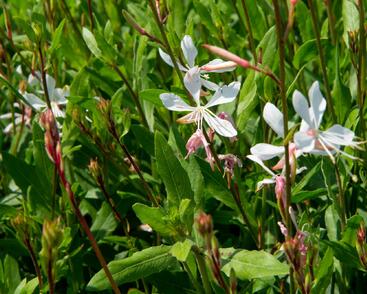 Svíčkovec 'Sparkle White'