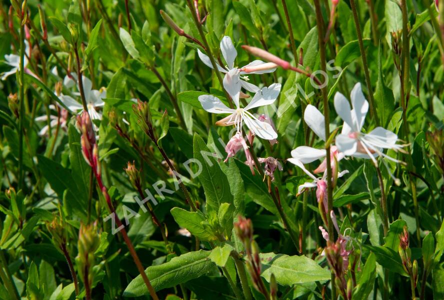 Svíčkovec 'Sparkle White' - Gaura lindheimeri 'Sparkle White'