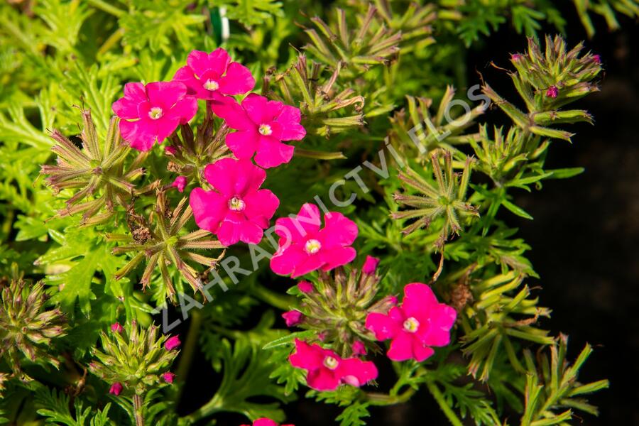 Verbena, sporýš 'Vectura Pink' - Verbena 'Vectura Pink'