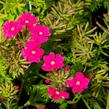 Verbena, sporýš 'Vectura Pink' - Verbena 'Vectura Pink'