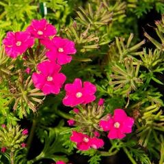 Verbena, sporýš 'Vectura Pink' - Verbena 'Vectura Pink'