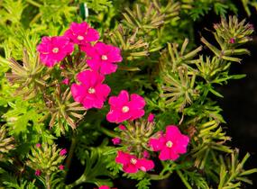 Sporýš 'Vectura Pink' - Verbena 'Vectura Pink'
