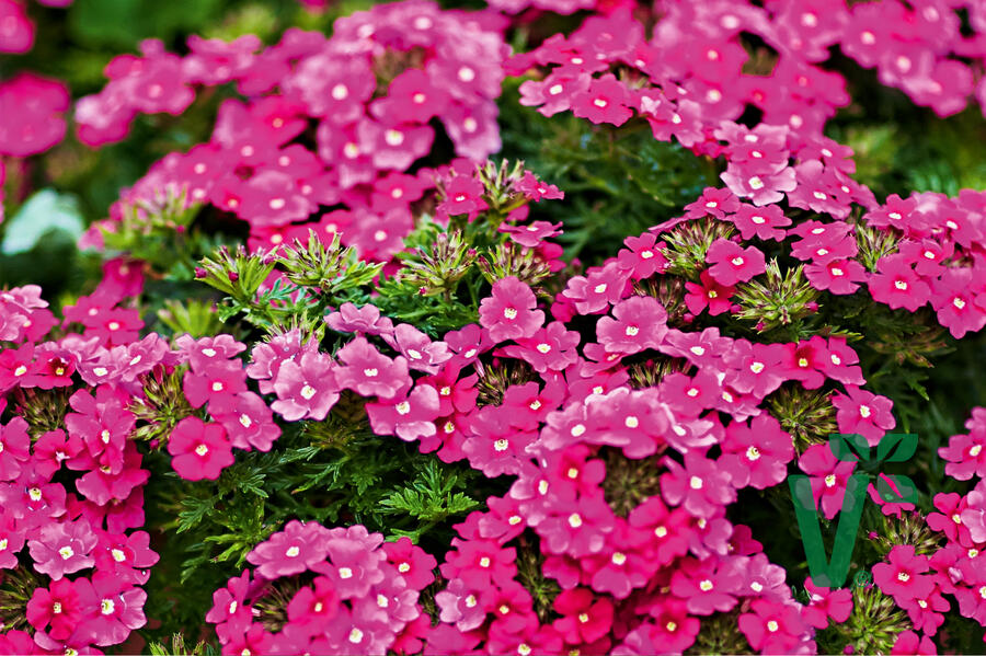 Verbena, sporýš 'Vectura Pink' - Verbena 'Vectura Pink'