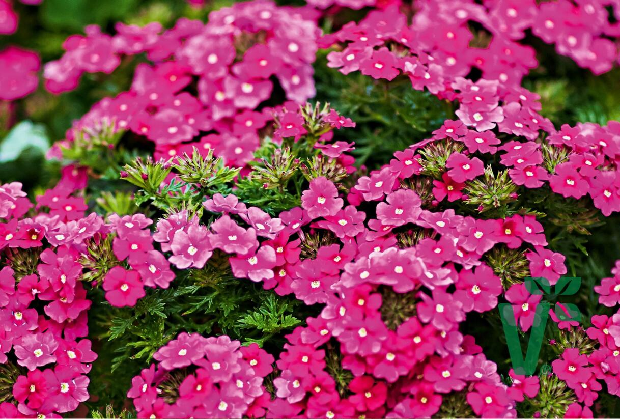Sporýš 'Vectura Pink' - Verbena 'Vectura Pink'