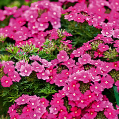 Verbena, sporýš 'Vectura Pink' - Verbena 'Vectura Pink'