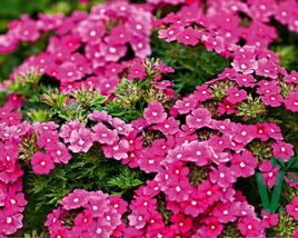 Sporýš 'Vectura Pink'