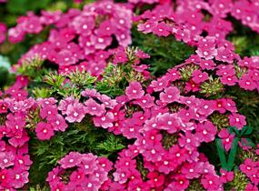 Sporýš 'Vectura Pink' - Verbena 'Vectura Pink'