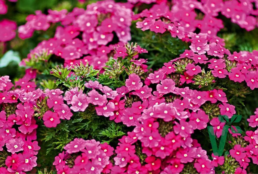 Sporýš 'Vectura Pink' - Verbena 'Vectura Pink'