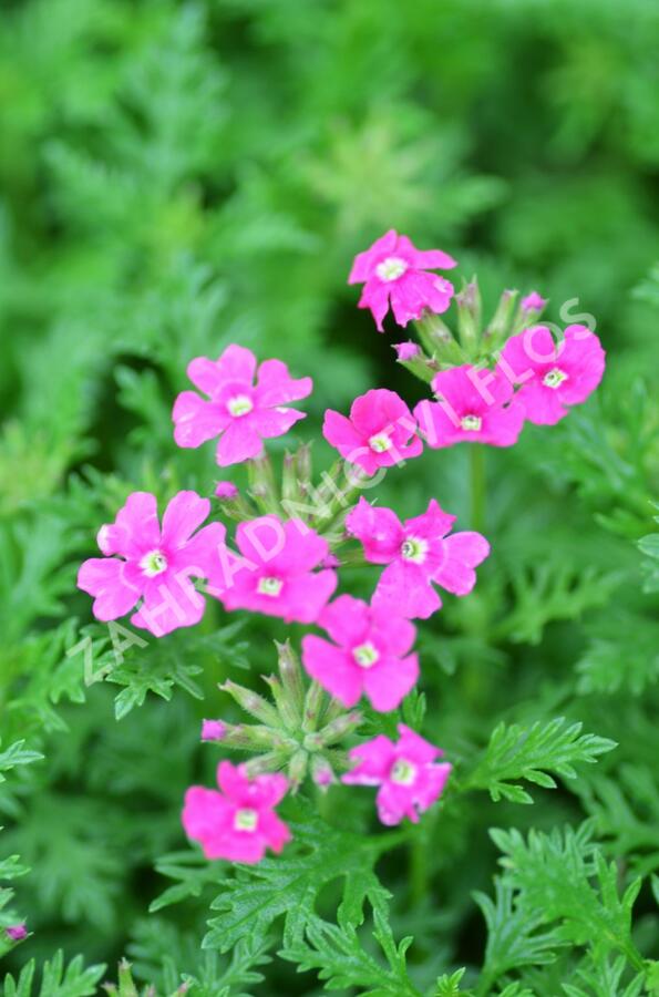 Verbena, sporýš 'Vectura Pink' - Verbena 'Vectura Pink'