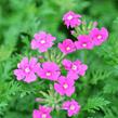 Verbena, sporýš 'Vectura Pink' - Verbena 'Vectura Pink'