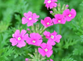 Sporýš 'Vectura Pink' - Verbena 'Vectura Pink'