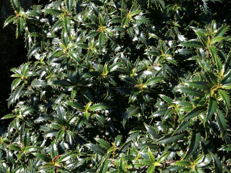 Cesmína obecná 'Heckenzwerg' - Ilex aquifolium 'Heckenzwerg'