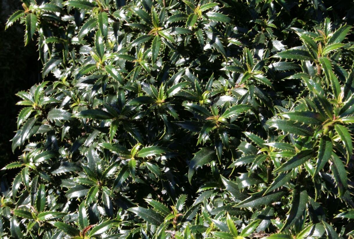 Cesmína obecná 'Heckenzwerg' - Ilex aquifolium 'Heckenzwerg'