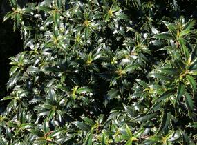 Cesmína obecná 'Heckenzwerg' - Ilex aquifolium 'Heckenzwerg'
