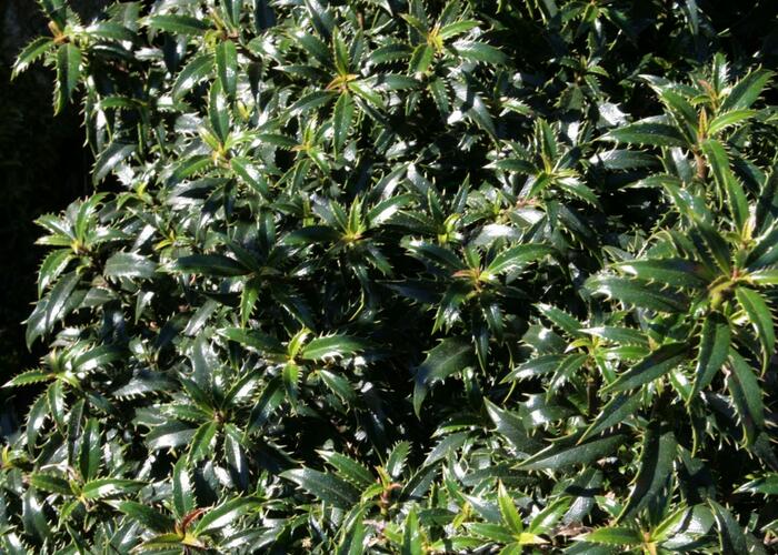 Cesmína obecná 'Heckenzwerg' - Ilex aquifolium 'Heckenzwerg'