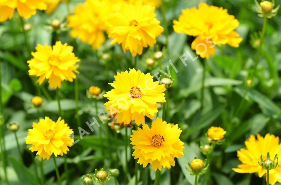 Krásnoočko velkokvěté 'Presto' - Coreopsis grandiflora 'Presto'