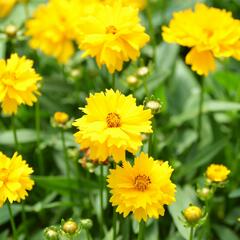 Krásnoočko velkokvěté 'Presto' - Coreopsis grandiflora 'Presto'
