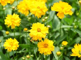 Krásnoočko velkokvěté 'Presto' - Coreopsis grandiflora 'Presto'
