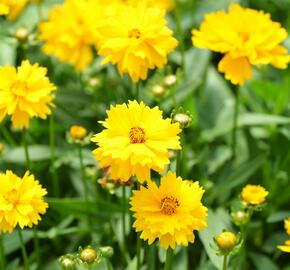 Krásnoočko velkokvěté 'Presto' - Coreopsis grandiflora 'Presto'