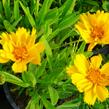 Krásnoočko velkokvěté 'Presto' - Coreopsis grandiflora 'Presto'