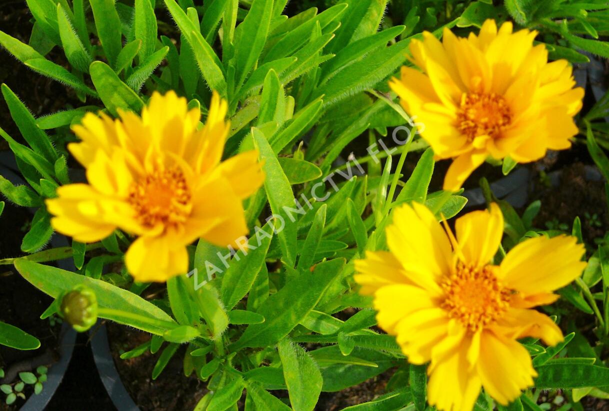 Krásnoočko velkokvěté 'Presto' - Coreopsis grandiflora 'Presto'