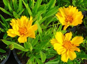 Krásnoočko velkokvěté 'Presto' - Coreopsis grandiflora 'Presto'